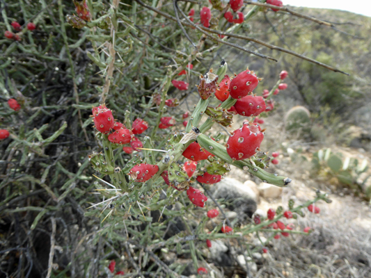 Desert Christmas Cholla