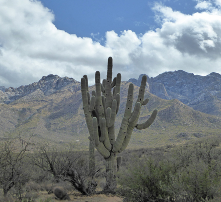 Saguaro Romero Ruins Trail