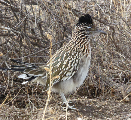 Roadrunner Catalina SP