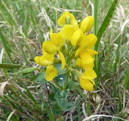 Golden Bean (Thermopsis rhombifolia