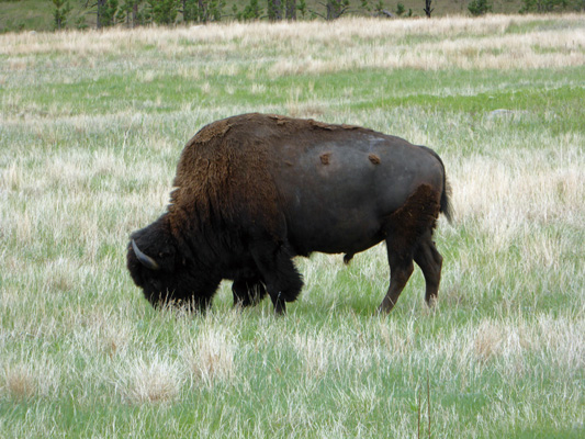 Bison Wind Cave NP