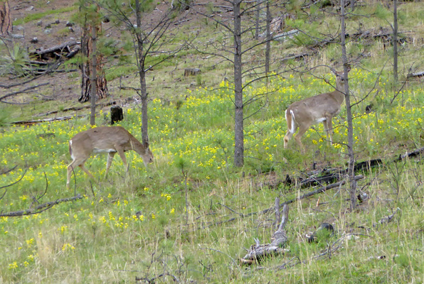 white tailed deer