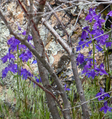 two-lobe larkspur (Delphinium nuttallianum)