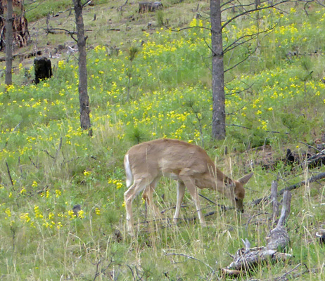 White tailed deer