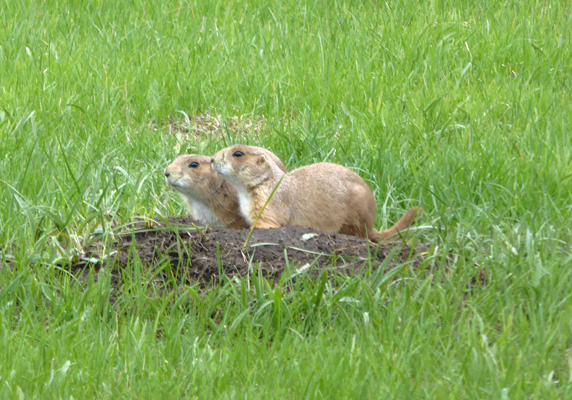 Two prairie dogs