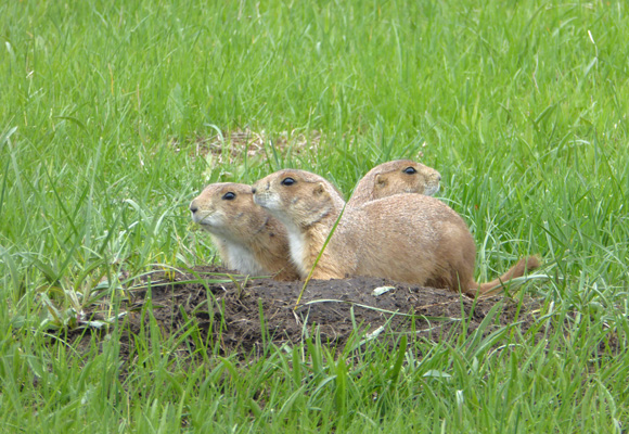 Three prairie dogs