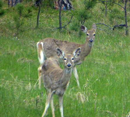 white tailed deer