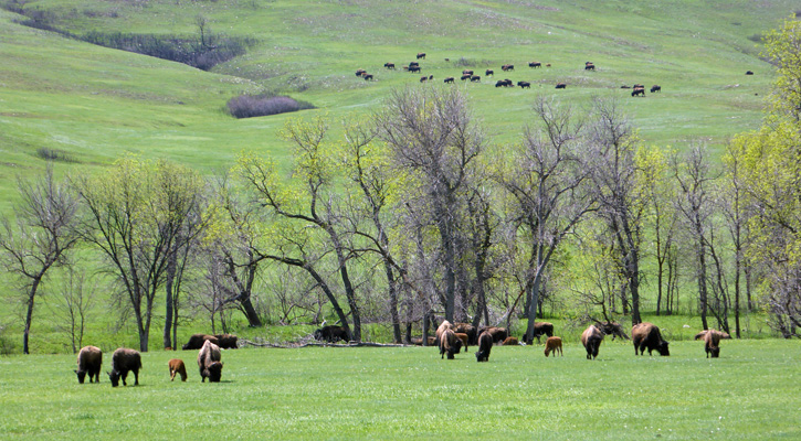 Bison Custer SP