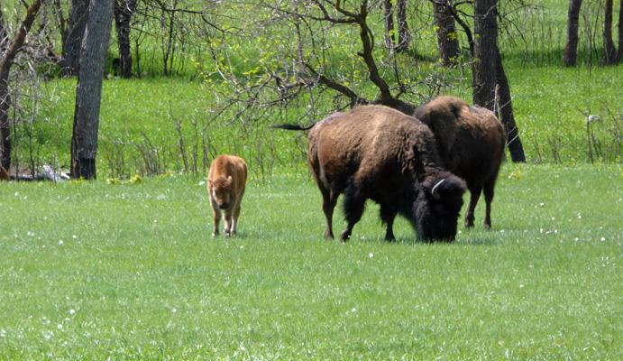 Bison with red dogs
