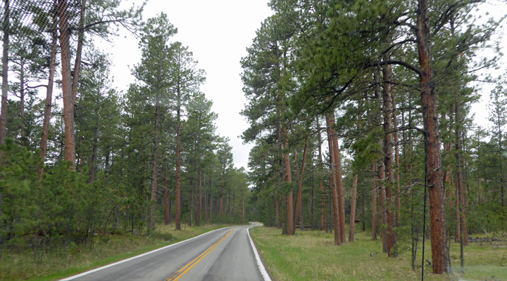 Ponderosa Pines Needles Hwy