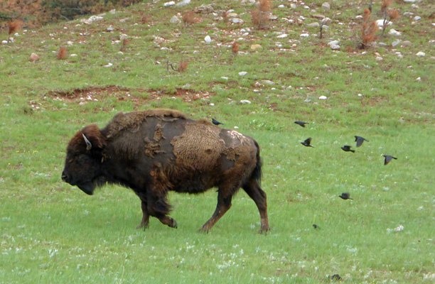 bison and black birds