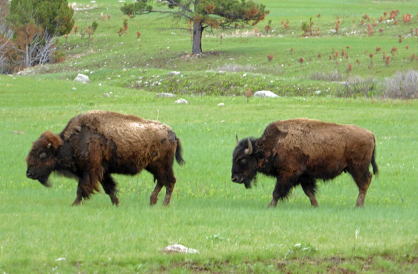 Wind Cave Bison