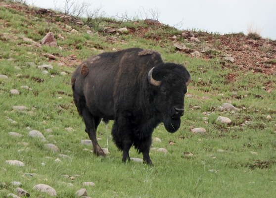 Wind Cave Bison