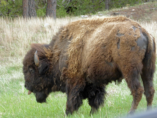 Wind Cave Bison