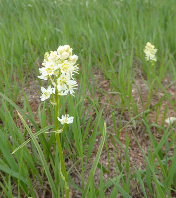 Mountain Death Camas (Anticlea elegans)