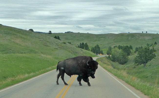 Bison crossing road