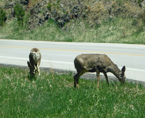 Mule Deer