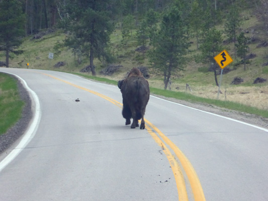 Bison walking down middle of road