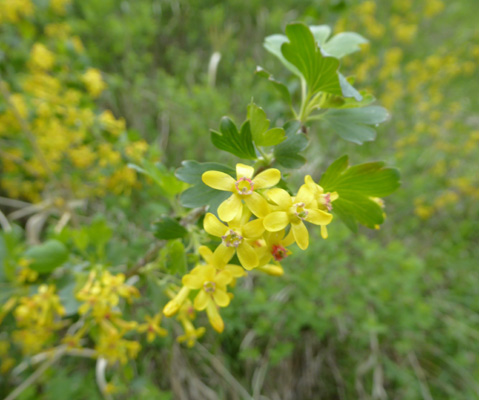 Globe Currant (Ribes aureum)