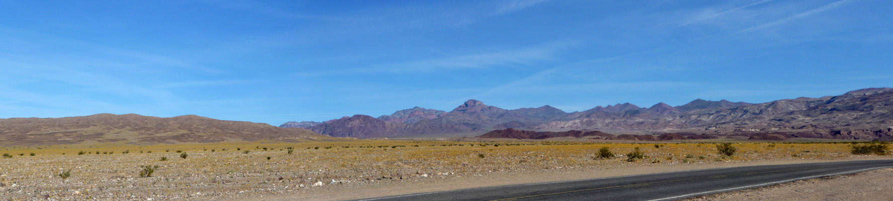 Death Valley flowers