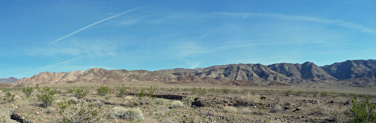 Death Valley Flowers