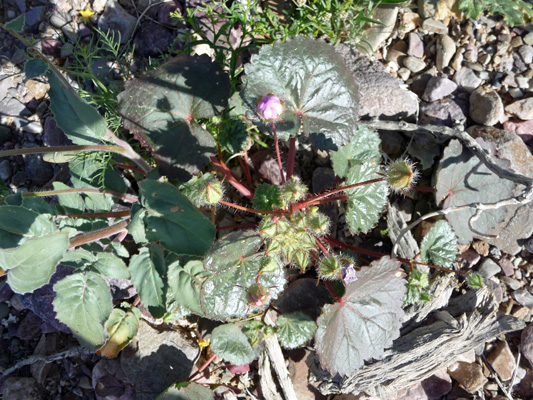 Desert Five-spot (Eremalche rotundifolia)