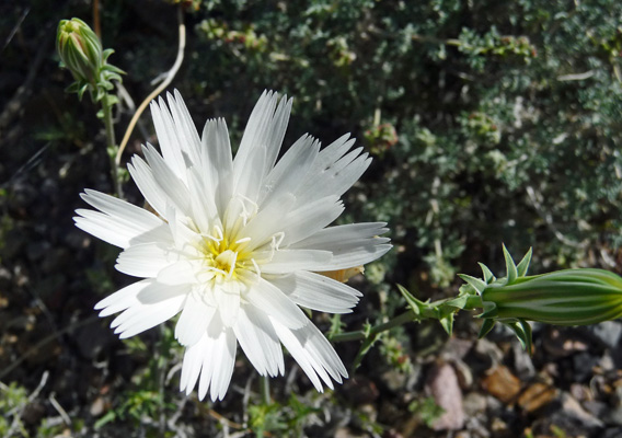 Desert Chicory (Rafinesquia neomexicana)