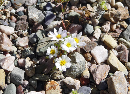 Mojave Desert Star (Monoptilon belliodes)