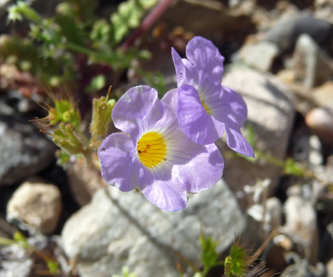 Fremont Phacelia (Phacelia fremontii)