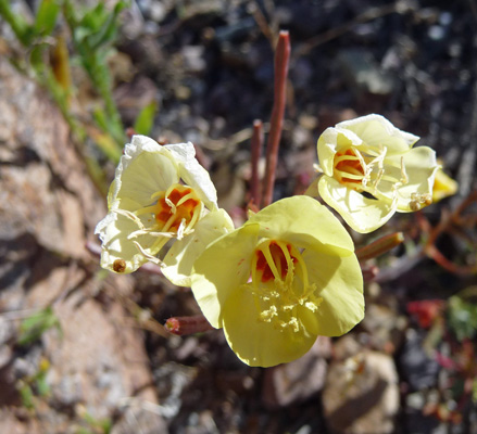 Brown-eyed Evening Primrose (Camissonia claiformis)