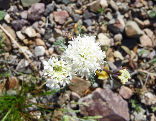 Pebble Pincushion (Chaenactis carphoclina)