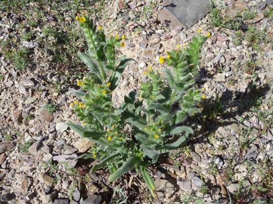 Checker Fiddleneck (Amsinckia tessellate)