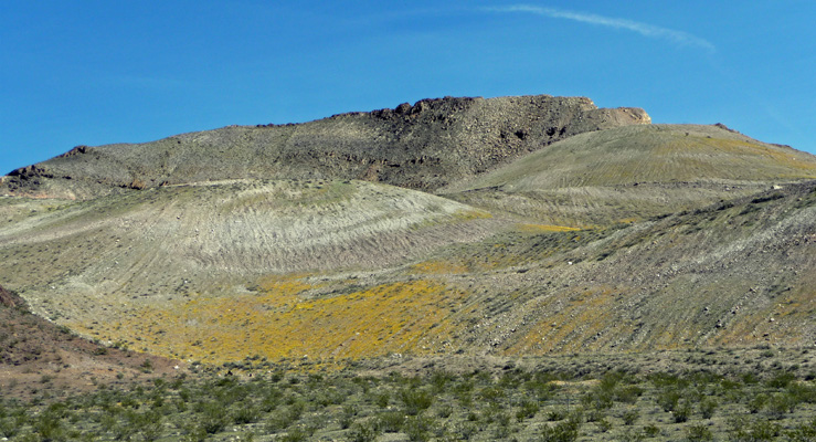 Wildflowers at Rhyolite