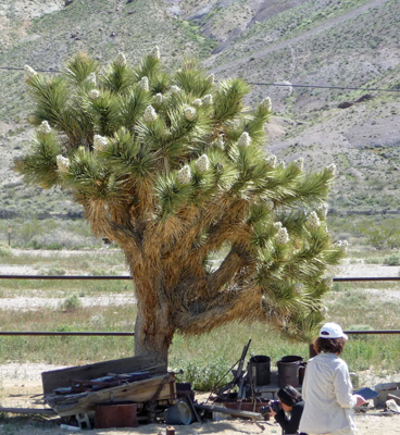 Joshua Tree Rhyolite NV