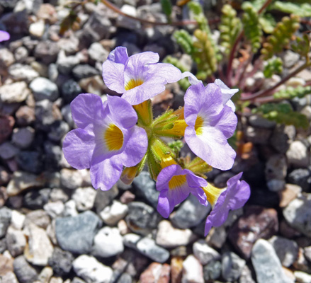 Fremont Phacelia (Phacelia fremontii)