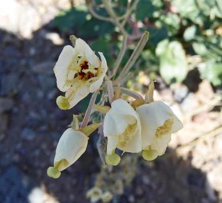 Brown-eyed Evening Primrose (Camissonia claiformis)