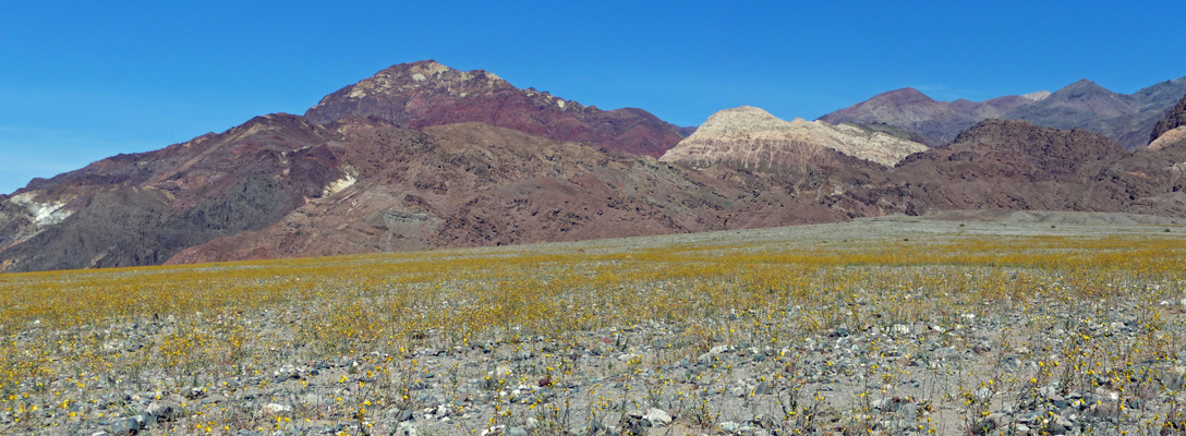 Mile 25 Death Valley Flowers