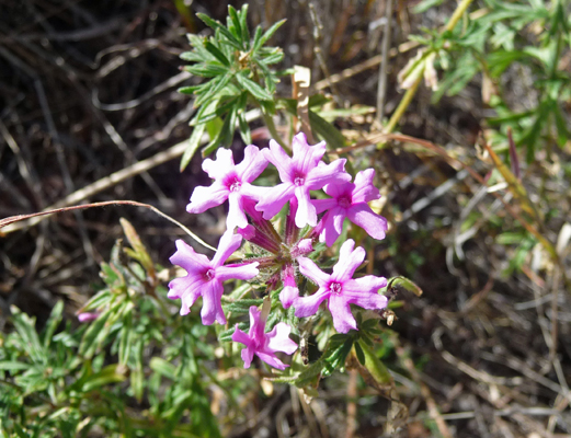 Desert sand verbena (Abronia villosa)