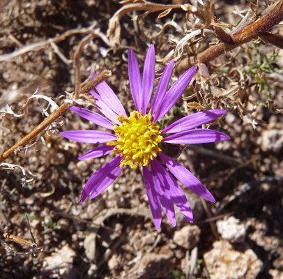 Tiny desert aster