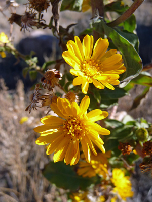 Yellow flowers on tall stems