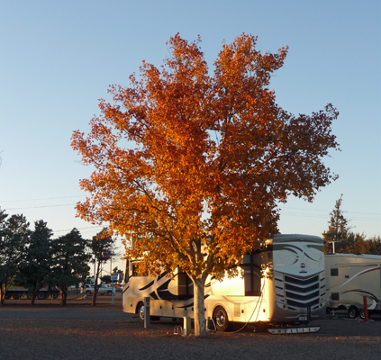 Sunset lit tree Deming NM