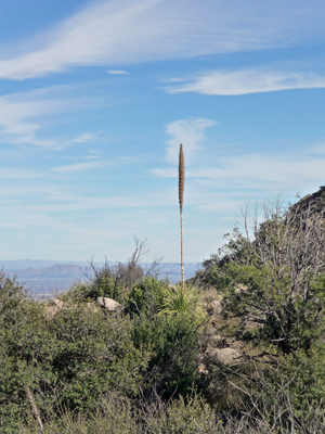 Desert Candle (Dasylirion leiophyllum)