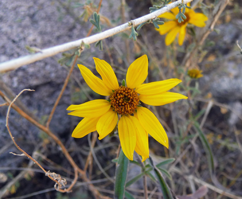 Sunflowers Pine Tree Trail NM