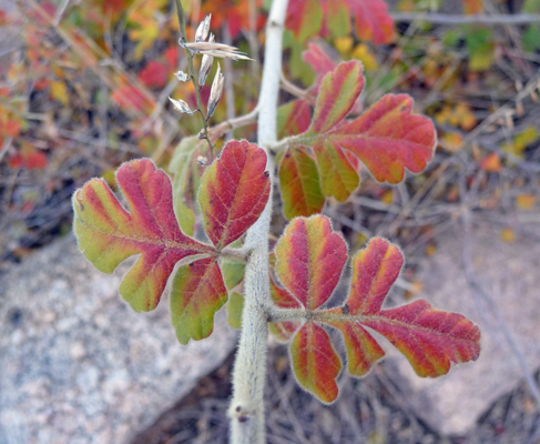 Fall color Pine Tree Trail NM