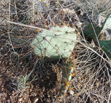 Beavertail cactus with long spines