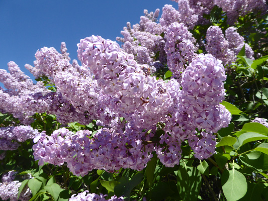 Lilacs Rapid City SD