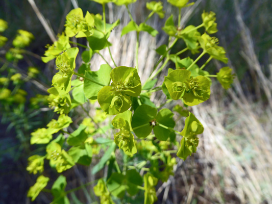 Leafy Spurge (Euphorbi esula)