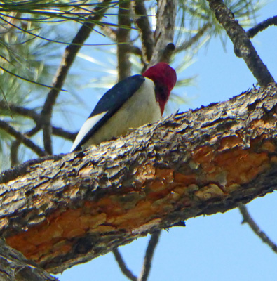 Red-headed Woodpecker
