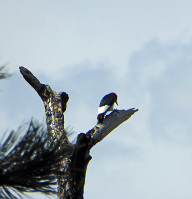 Red-headed Woodpecker