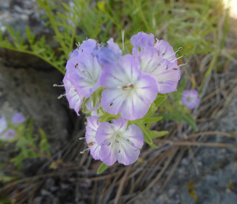 Thread-leaf Phacelia (Phacelia linearis)